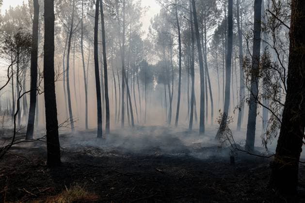 FIRE IN GIRONDE PHOTOPQR LE PARISIEN Olivier Corsan Lège-Cap-Ferret July 29, 2026 Lège-Cap-Ferret, Gironde, France, July 29, 2026 Firefighters battled all day in Sector 21 of Lège Cap Ferret against flare-ups from the Gironde fire, supported by members of the public GIRONDE FIRE July 29, 2026 Lège Cap Ferret, Gironde, France Firefighters battled all day in Sector 21 of Lège Cap Ferret against flare-ups from the Gironde fire, supported by members of the public Local Caption GIRONDE FIRE Lège Cap Ferret Gironde France  Copyright: xPHOTOPQR LExPARISIEN MAXPPPxOlivierxCorsanx 20260729LPA8047 20260729LPA8047