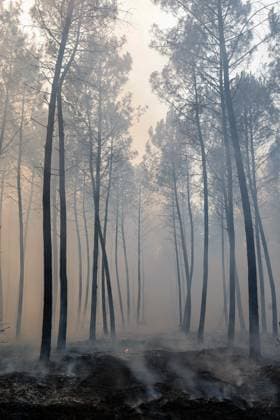 FIRE IN GIRONDE PHOTOPQR LE PARISIEN Olivier Corsan Lège-Cap-Ferret July 29, 2026 Lège-Cap-Ferret, Gironde, France, July 29, 2026 Firefighters battled all day in Sector 21 of Lège Cap Ferret against flare-ups from the Gironde fire, supported by members of the public GIRONDE FIRE July 29, 2026 Lège Cap Ferret, Gironde, France Firefighters battled all day in Sector 21 of Lège Cap Ferret against flare-ups from the Gironde fire, supported by members of the public Local Caption GIRONDE FIRE Lège Cap Ferret Gironde France  Copyright: xPHOTOPQR LExPARISIEN MAXPPPxOlivierxCorsanx 20260729LPA8043 20260729LPA8043