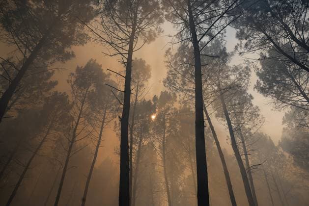 FIRE IN GIRONDE PHOTOPQR LE PARISIEN Olivier Corsan Lège-Cap-Ferret July 29, 2026 Lège-Cap-Ferret, Gironde, France, July 29, 2026 Firefighters battled all day in Sector 21 of Lège Cap Ferret against flare-ups from the Gironde fire, supported by members of the public GIRONDE FIRE July 29, 2026 Lège Cap Ferret, Gironde, France Firefighters battled all day in Sector 21 of Lège Cap Ferret against flare-ups from the Gironde fire, supported by members of the public Local Caption GIRONDE FIRE Lège Cap Ferret Gironde France  Copyright: xPHOTOPQR LExPARISIEN MAXPPPxOlivierxCorsanx 20260729LPA8064 20260729LPA8064
