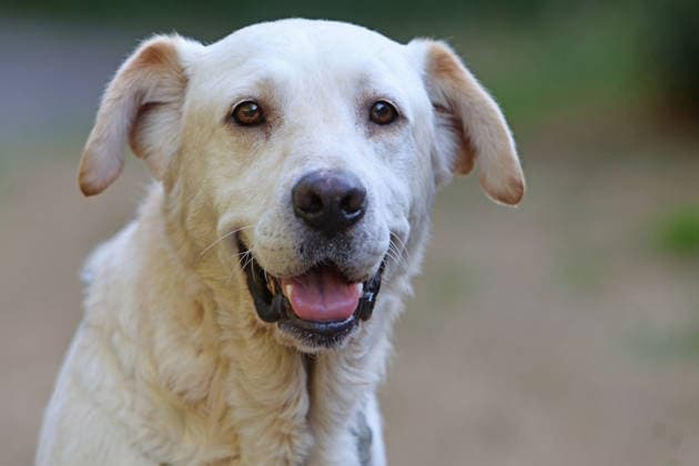 Beliebte Familienhunde Ein heller, auch blond genannter, Labrador als Familienhund *** Popular Family Dogs: A light-colored Labrador—sometimes called blond —as a family dog