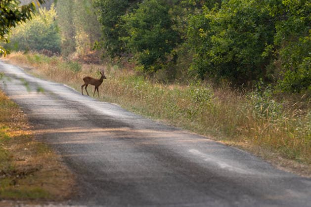 Wildfire Near Le Temple - Gironde A roe deer stands at the edge of a forest road near Le Temple, Gironde, southwestern France, on July 29, 2026, as wildfire suppression operations continue nearby. The encounter highlights the wildlife living in an area affected by the recent wildfire.  Copyright: xSaptexFabrice ABACAx