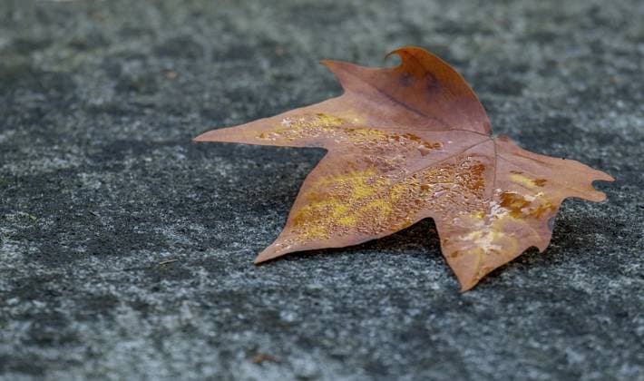 Ein einzelnes Ahornblatt liegt auf einem grauen Steinboden im Herbst, Nordrhein-Westfalen, Deutschland A single maple leaf lies on a grey stone floor in autumn, North Rhine-Westphalia, Germany Copyright: imageBROKER AnnaReinert ibxann18486036.jpg