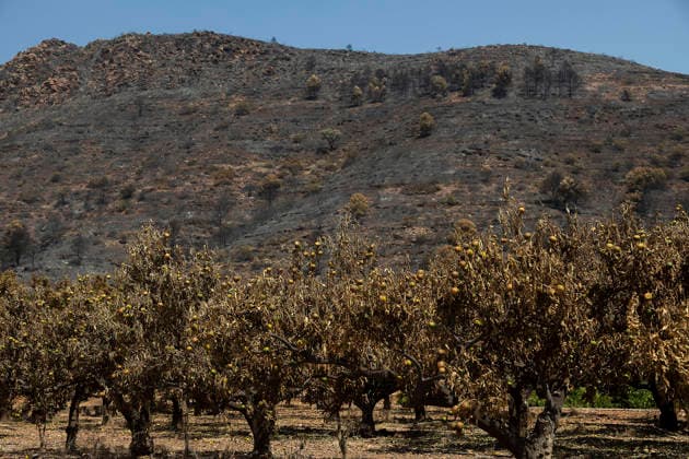 More than 1,000 residents from several municipalities evacuated due to the Vall d’Uixó fire can return to their homes. Fruit trees burned in a wildfire, July 30, 2026, in Alfondeguilla, Castellón, Valencian Community, Spain. The fire is entering its sixth active day, and a temperature inversion is hampering aerial firefighting efforts in some areas. The progress of the Vall d’Uixó fire now allows more than 1,000 residents from the municipalities of Torralba, Ayódar, Fuentes de Ayódar, Villamalur, Almedíjar, and Azuébar in Castellón to return to their homes, while the lockdown on the Nova Onda residential complex has been lifted. JULY 30, 2026 FOREST FIRE Ángel Sá Alfondeguilla, Castellón, Valencian Community, Spain  Copyright: xÃngelxSanchezx 7695515