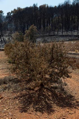 More than 1,000 residents from several municipalities evacuated due to the Vall d’Uixó fire can return to their homes. Fruit trees burned in a wildfire, July 30, 2026, in Alfondeguilla, Castellón, Valencian Community, Spain. The fire is entering its sixth active day, and a temperature inversion is hampering aerial firefighting efforts in some areas. The progress of the Vall d’Uixó fire now allows more than 1,000 residents from the municipalities of Torralba, Ayódar, Fuentes de Ayódar, Villamalur, Almedíjar, and Azuébar in Castellón to return to their homes, while the lockdown on the Nova Onda residential complex has been lifted. JULY 30, 2026 FOREST FIRE Ángel Sá Alfondeguilla, Castellón, Valencian Community, Spain  Copyright: xÃngelxSanchezx 7695518