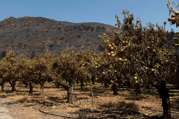 More than 1,000 residents from several municipalities evacuated due to the Vall d’Uixó fire can return to their homes. Fruit trees burned in a wildfire, July 30, 2026, in Alfondeguilla, Castellón, Valencian Community, Spain. The fire is entering its sixth active day, and a temperature inversion is hampering aerial firefighting efforts in some areas. The progress of the Vall d’Uixó fire now allows more than 1,000 residents from the municipalities of Torralba, Ayódar, Fuentes de Ayódar, Villamalur, Almedíjar, and Azuébar in Castellón to return to their homes, while the lockdown on the Nova Onda residential development has been lifted. JULY 30, 2026 FOREST FIRE Ángel Sá Alfondeguilla, Castellón, Valencian Community, Spain  Copyright: xÃngelxSanchezx 7695514