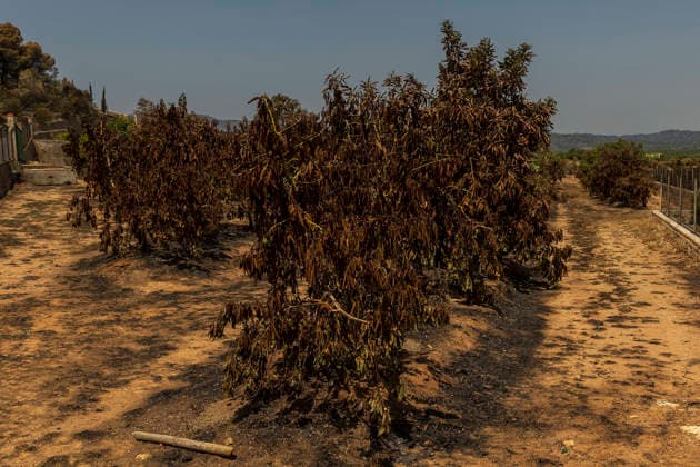 More than 1,000 residents from several municipalities evacuated due to the Vall d’Uixó fire can return to their homes. Fruit trees burned in a wildfire, July 30, 2026, in Alfondeguilla, Castellón, Valencian Community, Spain. The fire is entering its sixth active day, and a temperature inversion is hampering aerial firefighting efforts in some areas. The progress of the Vall d’Uixó fire now allows more than 1,000 residents from the municipalities of Torralba, Ayódar, Fuentes de Ayódar, Villamalur, Almedíjar, and Azuébar in Castellón to return to their homes, while the lockdown on the Nova Onda residential development has been lifted. JULY 30, 2026 FOREST FIRE Ángel Sá Alfondeguilla, Castellón, Valencian Community, Spain  Copyright: xÃngelxSanchezx 7695516