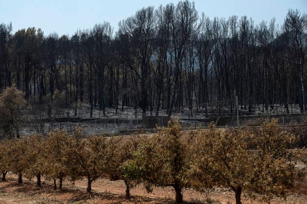 More than 1,000 residents from several municipalities evacuated due to the Vall d’Uixó fire can return to their homes. Fruit trees burned in a wildfire, July 30, 2026, in Alfondeguilla, Castellón, Valencian Community, Spain. The fire is entering its sixth active day, and a temperature inversion is hampering aerial firefighting efforts in some areas. The progress of the Vall d’Uixó fire now allows more than 1,000 residents from the municipalities of Torralba, Ayódar, Fuentes de Ayódar, Villamalur, Almedíjar, and Azuébar in Castellón to return to their homes, while the lockdown on the Nova Onda residential development has been lifted. JULY 30, 2026 FOREST FIRE Ángel Sá Alfondeguilla, Castellón, Valencian Community, Spain  Copyright: xÃngelxSanchezx 7695519