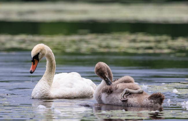 July 30, 2026, Lexington, Massachusetts, USA: An adult mute swan and a juvenile cygnet preen their feathers while floating on Arlington Reservoir in Lexington, Massachusetts. Young swans, known as cygnets, typically retain their gray-brown plumage for several months before gradually developing the white feathers of adulthood, and often remain with their parents through their first autumn and winter. Lexington USA  - ZUMAs379 20260730_znp_s379_001 Copyright: xDavexShrewsburyx
