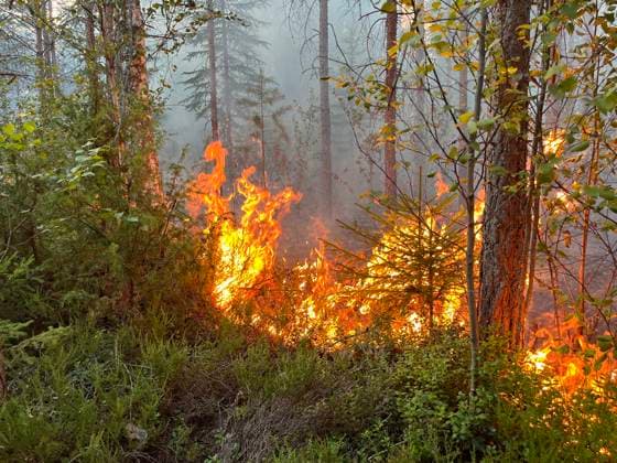 SKINNSKATTEBERG 20260730 Skogsbrand i Skinnskatteberg. Skinnskatteberg Sverige x10199x *** SKINNSKATTEBERG 20260730 Forest fire in Skinnskatteberg Skinnskatteberg Sweden x10199x  Copyright: xNiklasxHagman TTx SKOGSBRAND SKINNSKATTEBERG IQJWttAWvtQ