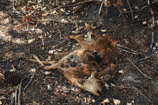 France continues wildfire battle as heat wave keeps Europe on alert BORDEAUX, FRANCE - JULY 30: (EDITORS NOTE: Image depicts death) Firefighters continue efforts to contain a wildfire near Bordeaux in southwestern France as France and Spain battle multiple blazes amid high temperatures and the risk of flare-ups, with active fires reported in Gironde, Var and Cote-d Or and 21 French departments under orange heatwave alerts on July 30, 2026. Four firefighters are injured while battling a fire in the Var department before it is brought under control overnight, including one who suffers a fracture and others affected by minor smoke inhalation, while operations remain difficult due to intense heat and expected southwesterly winds, although crew  Copyright: x2026xAnadoluxMohamadxSalaheldinxAbdelghanixAlsayedx
