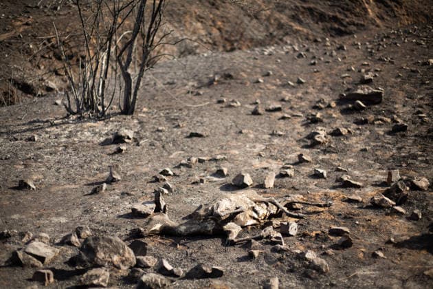 Aftermath of wildfires in Spain AVILA, SPAIN - JULY 30: (EDITORS NOTE: Image depicts graphic content) Wildlife affected by wildfires in the Iruelas Valley, within the municipality of El Tiemblo, near the Burguillo reservoir, in Avila, Spain on July 30, 2026. Tamara Rozas Anadolu Avila Spain. Editorial use only. Please get in touch for any other usage.  Copyright: x2026xAnadoluxTamaraxRozasx