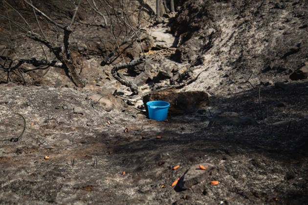 Aftermath of wildfires in Spain AVILA, SPAIN - JULY 30: A view of the food traces left for the wildlife affected by wildfires in the Iruelas Valley, within the municipality of El Tiemblo, near the Burguillo reservoir, in Avila, Spain on July 30, 2026. Tamara Rozas Anadolu Avila Spain. Editorial use only. Please get in touch for any other usage.  Copyright: x2026xAnadoluxTamaraxRozasx