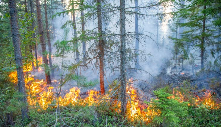 SKINNSKATTEBERG 20260730 Skogsbrand i Skinnskatteberg. Skinnskatteberg Sverige x10199x *** SKINNSKATTEBERG 20260730 Forest fire in Skinnskatteberg Skinnskatteberg Sweden x10199x  Copyright: xNiklasxHagman TTx SKOGSBRAND SKINNSKATTEBERG V9E4tvw8YxE