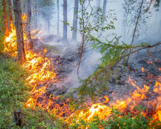 SKINNSKATTEBERG 20260730 Skogsbrand i Skinnskatteberg. Skinnskatteberg Sverige x10199x *** SKINNSKATTEBERG 20260730 Forest fire in Skinnskatteberg Skinnskatteberg Sweden x10199x  Copyright: xNiklasxHagman TTx SKOGSBRAND SKINNSKATTEBERG x1_z1TgSX4Q