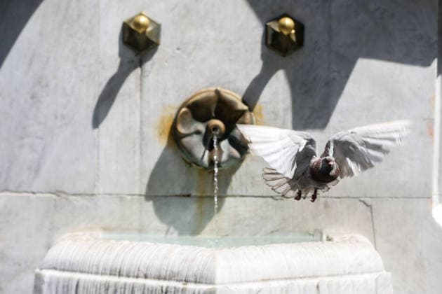 News Bilder des Tages Heatwave in Belgrade BELGRADE, SERBIA - JULY 31: A pigeon tries to cool themselves off at fountain water as people gather near public fountains and seek shade in parks to escape the intense heat in central Belgrade, Serbia, on July 31, 2026. Filip Stevanovic Anadolu Belgrade Serbia. Editorial use only. Please get in touch for any other usage.  Copyright: x2026xAnadoluxFilipxStevanovicx