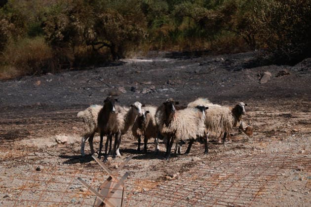 News Bilder des Tages Aftermath of the devastating Crete wildfire CRETE, GREECE - JULY 31: Sheeps are seen near a burnt area after a wildfire near the village of Preveli, in the region Rethymno, on the island of Crete, Greece, on July 31, 2026. Costas Baltas Anadolu Crete Greece. Editorial use only. Please get in touch for any other usage.  Copyright: x2026xAnadoluxCostasxBaltasx