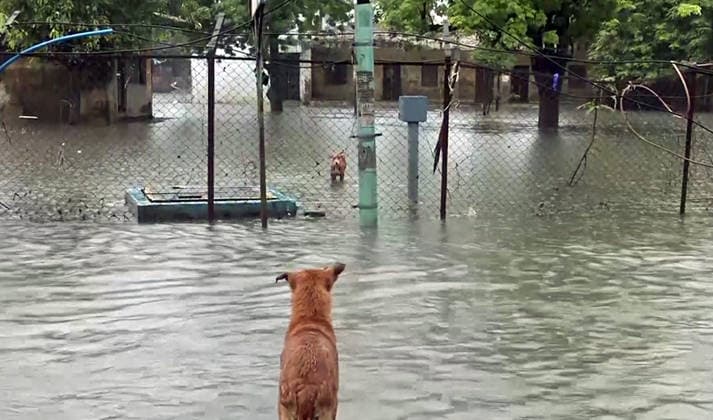 News Bilder des Tages RECORD DATE NOT STATED Rain Lashes Parts of Gujarat s Surat Surat Gujarat , Jul 31 (ANI): A view of a waterlogged area with dogs partially submerged as the city receives continuous rainfall, in Surat on Friday. (ANI Video Grab) Surat Gujarat India Copyright: xANIx ANI_20260731360