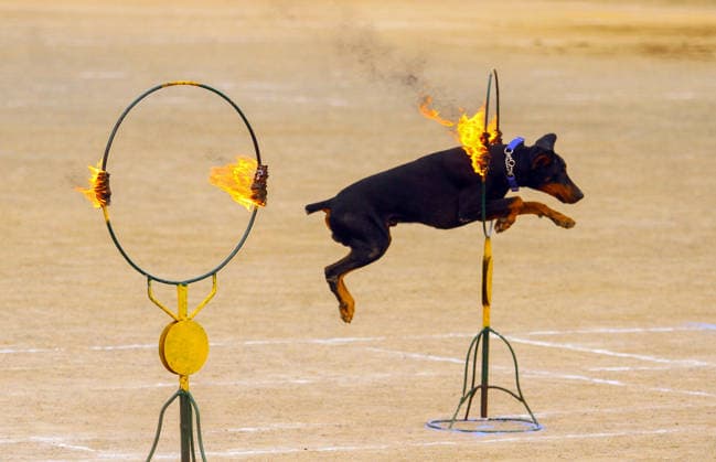 News Bilder des Tages Police Medal Presentation Ceremony in Tamil Nadu s Chennai Chennai Tamil Nadu , Jul 31 (ANI): A canine from the dog squad in action during the Police Medal Presentation Ceremony, graced by Tamil Nadu Chief Minister C. Joseph Vijay, at Rajarathinam Stadium, in Chennai on Friday. Chennai Tamil Nadu India Copyright: xANIx ANI_20260731440