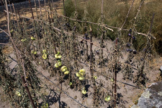 Residents of 12 of the 14 towns evacuated due to the Fermoselle fire have been relocated, and restrictions have been lifted in two municipalities. Orchard destroyed by a wildfire, as of July 31, 2026, in Fornillos de Fermoselle, Zamora, Castile and León, Spain. Castile and León Civil Protection reported this Friday that residents evacuated due to the Fermoselle fire in Zamora—from the towns of Pasariegos, Villar del Buey, Dehesa de Pedraza, Cibanal, Formariz, Muga de Sayago, Tudera, Arganín, Badilla, Cozcurrita, Zafara, Palazuelo de Sayago, and Fornillos de Fermoselle, while lockdown measures have been lifted in the municipalities of Fermoselle and Fariza, and the towns of Mámoles and Pinilla de Fermoselle remain evacuated. Thus, only the  Copyright: xPalomaxV.xEscarpax 7697501