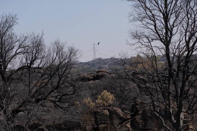 Residents of 12 of the 14 towns evacuated due to the Fermoselle fire have been relocated, and restrictions have been lifted in two municipalities. Land scorched by a wildfire, as of July 31, 2026, in Fornillos de Fermoselle, Zamora, Castile and León, Spain. Castile and León Civil Protection reported this Friday that residents evacuated due to the Fermoselle fire in Zamora from the towns of Pasariegos, Villar del Buey, Dehesa de Pedraza, Cibanal, Formariz, Muga de Sayago, Tudera, Arganín, Badilla, Cozcurrita, Zafara, Palazuelo de Sayago, and Fornillos de Fermoselle, while lockdown measures have been lifted in the municipalities of Fermoselle and Fariza, and the towns of Mámoles and Pinilla de Fermoselle remain evacuated. Thus, only the town  Copyright: xPalomaxV.xEscarpax 7697504
