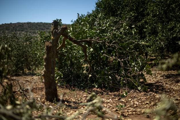 Israeli Settlers Cut Down Lemon Trees in Wadi Kana WADI KANA, Salfit, West Bank July 31, 2026: Seventeen lemon trees are cut down after Israeli settlers entered a family s property in Wadi Kana, on the lands of Deir Istiya in the Salfit Governorate, late on Wednesday night. The settlers also damaged the entrance gate to the property. Salfit PS Copyright: x xRomanxLevinx xJNAxPressx