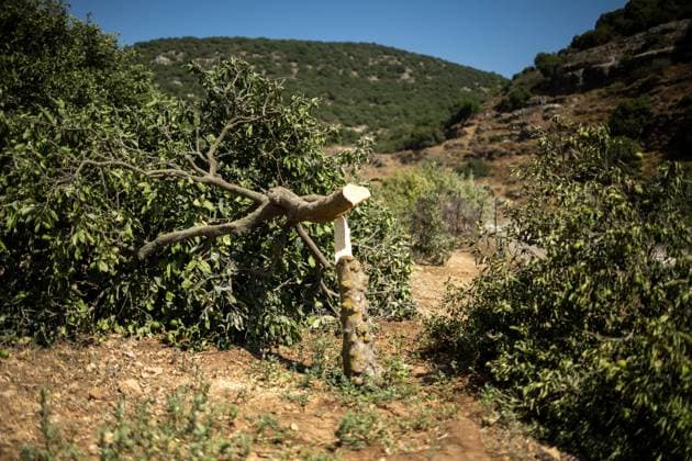 News Bilder des Tages Israeli Settlers Cut Down Lemon Trees in Wadi Kana WADI KANA, Salfit, West Bank July 31, 2026: Seventeen lemon trees are cut down after Israeli settlers entered a family s property in Wadi Kana, on the lands of Deir Istiya in the Salfit Governorate, late on Wednesday night. The settlers also damaged the entrance gate to the property. Salfit PS Copyright: x xRomanxLevinx xJNAxPressx