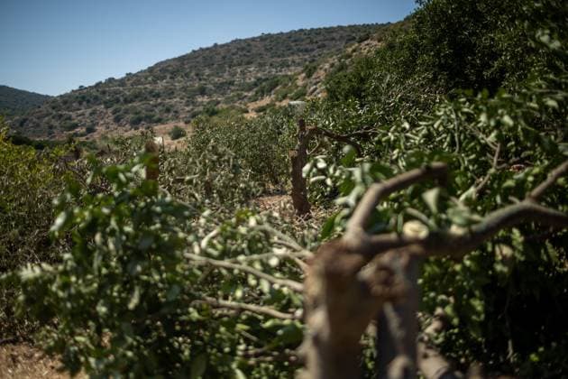 July 31, 2026, Salfit, PS: WADI KANA, Salfit, West Bank Ã¢â‚¬ July 31, 2026: Seventeen lemon trees are cut down after Israeli settlers entered a family s property in Wadi Kana, on the lands of Deir Istiya in the Salfit Governorate, late on Wednesday night. The settlers also damaged the entrance gate to the property. Salfit PS  - ZUMAq101 20260731_zna_q101_143 Copyright: xRomanxLevinx