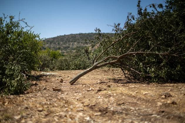 July 31, 2026, Salfit, PS: WADI KANA, Salfit, West Bank Ã¢â‚¬ July 31, 2026: Seventeen lemon trees are cut down after Israeli settlers entered a family s property in Wadi Kana, on the lands of Deir Istiya in the Salfit Governorate, late on Wednesday night. The settlers also damaged the entrance gate to the property. Salfit PS - ZUMAq101 20260731_zna_q101_147 Copyright: xRomanxLevinx