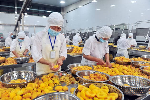YICHANG, CHINA - AUGUST 01: Workers process yellow peaches on an automated production line at the fruit workshop of Qugu International Agriculture Group on August 1, 2026 in Zigui, Hubei Province of China.  Copyright: xVCGx 111657565605