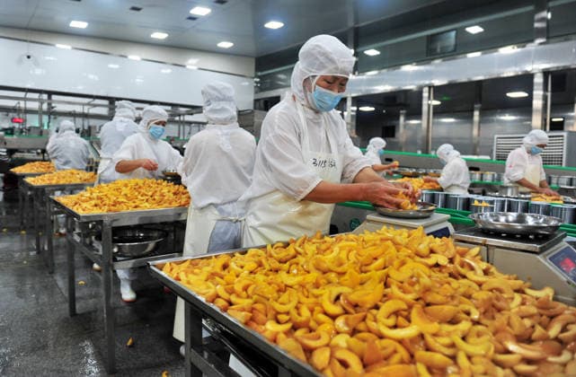 YICHANG, CHINA - AUGUST 01: Workers process yellow peaches on an automated production line at the fruit workshop of Qugu International Agriculture Group on August 1, 2026 in Zigui, Hubei Province of China.  Copyright: xVCGx 111657565621