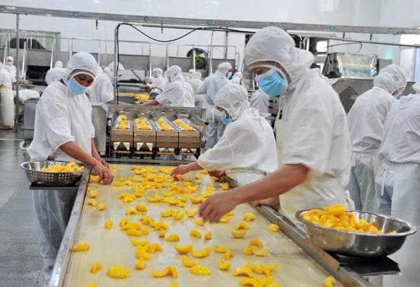 YICHANG, CHINA - AUGUST 01: Workers process yellow peaches on an automated production line at the fruit workshop of Qugu International Agriculture Group on August 1, 2026 in Zigui, Hubei Province of China.  Copyright: xVCGx 111657565608