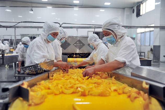 YICHANG, CHINA - AUGUST 01: Workers process yellow peaches on an automated production line at the fruit workshop of Qugu International Agriculture Group on August 1, 2026 in Zigui, Hubei Province of China.  Copyright: xVCGx 111657565609