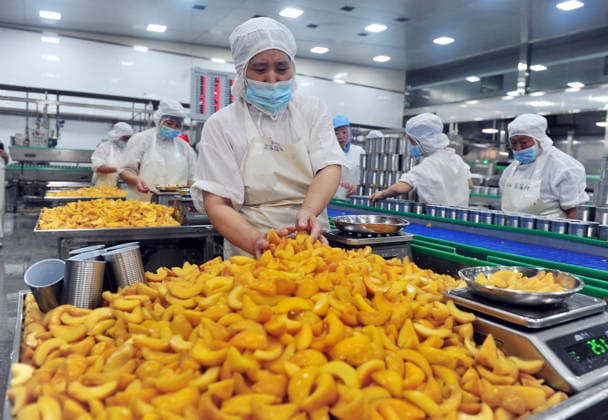 YICHANG, CHINA - AUGUST 01: Workers process yellow peaches on an automated production line at the fruit workshop of Qugu International Agriculture Group on August 1, 2026 in Zigui, Hubei Province of China.  Copyright: xVCGx 111657565617