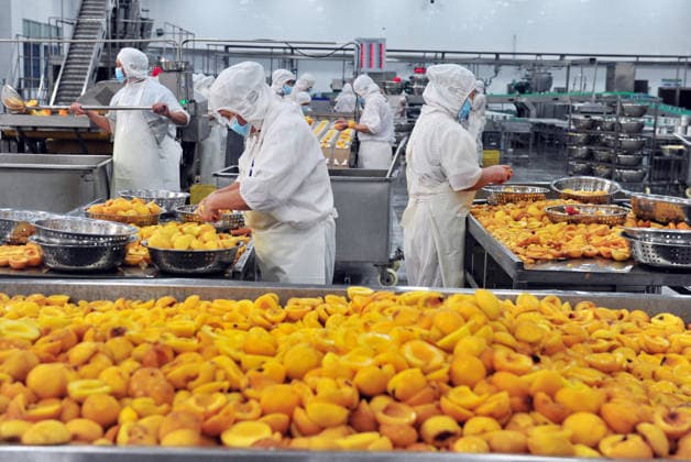 YICHANG, CHINA - AUGUST 01: Workers process yellow peaches on an automated production line at the fruit workshop of Qugu International Agriculture Group on August 1, 2026 in Zigui, Hubei Province of China.  Copyright: xVCGx 111657565606