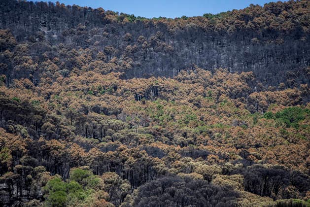 The Burgohondo fire in Ávila is progressing as expected, and 50 firefighters from Catar have been deployed. View of the burned area in the Tiétar Valley, as of August 1, 2026, in Ávila, Castile and León, Spain. The regional delegate of the Regional Government in Ávila, José Francisco Hernández Herrero, has stated that the Burgohondo wildfire is progressing as expected and has expressed confidence that it will be fully contained in the coming hours or days, although for the time being it remains at Level 2 on the Potential Severity Index (IGR 2) August 2, 2026 FIRE NATURAL DISASTER BURNT LANDSCAPE CHARRED SMOKE GARDEN TIÉTAR VALLEY LA ADRADA CASAVIEJA PIEDRALAVES Ávila, Castile and León Ávila, Castile and León Spain  Copyright: xGabrixSolerax 7698496