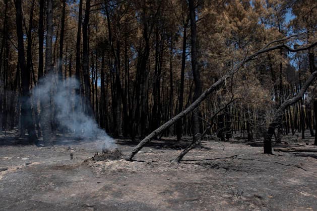 The Burgohondo fire in Ávila is progressing as expected, with 50 firefighters from Catar Bosque now deployed to tackle smoldering embers in Casavieja, as of August 1, 2026, in Ávila, Castile and León, Spain. The regional delegate of the Regional Government in Ávila, José Francisco Hernández Herrero, has stated that the Burgohondo wildfire is progressing as expected and has expressed confidence that it can be brought under complete control in the coming hours or days, although for the time being it remains at Level 2 on the Potential Severity Index (IGR) August 2, 2026 FIRE NATURAL DISASTER BURNT LANDSCAPE CHARRED SMOKE GARDEN TIÉTAR VALLEY LA ADRADA CASAVIEJA PIEDRALAVES FOREST EMbers ASH Casavieja, Ávila, Castile and León Casavieja, Ávila  Copyright: xGabrixSolerax 7698502