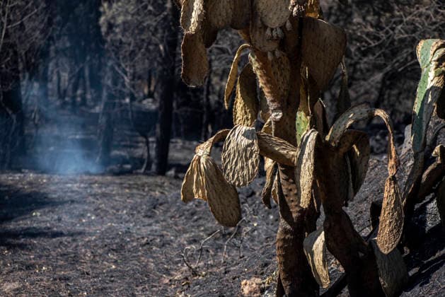 The fire in Burgohondo, Ávila, is progressing as expected, and 50 firefighters from Catar have been deployed. Burned plants at the La Adrada Botanical Garden, as of August 1, 2026, in Ávila, Castile and León, Spain. The regional delegate of the Regional Government in Ávila, José Francisco Hernández Herrero, has stated that the Burgohondo wildfire is progressing as expected and has expressed confidence that it can be brought under complete control in the coming hours or days, although for the time being it remains at Level 2 on the Potential Severity Index (IGR) 2 AUGUST 2026 FIRE NATURAL FIRE BURNT LANDSCAPE CHARRED SMOKE GARDEN TIÉTAR VALLEY LA ADRADA CASAVIEJA PIEDRALAVES La Adrada, Ávila, Castile and León La Adrada, Ávila, Castile and L  Copyright: xGabrixSolerax 7698512