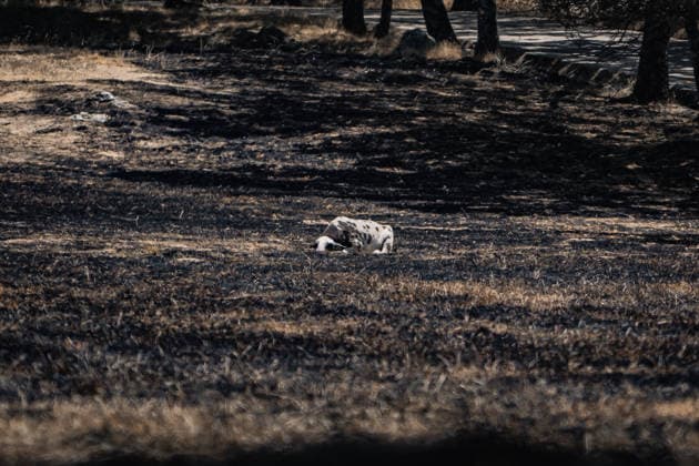 The Burgohondo, Ávila wildfire is progressing as expected, and 50 firefighters from Catar Vista have been deployed one week after the fire broke out, on August 1, 2026, in La Adrada, Castile and León, Spain. The regional delegate of the Regional Government in Ávila, José Francisco Hernández Herrero, has stated that the Burgohondo wildfire is progressing as expected and has expressed confidence that it can be brought under complete control in the coming hours or days, although for the time being it remains at Level 2 on the Potential Severity Index (IGR) 2 AUGUST 2026 FIRE NATURAL DISASTER BURNT LANDSCAPE CHARRED SMOKE GARDEN TIÉTAR VALLEY LA ADRADA CASAVIEJA PIEDRALAVES SCULPTURE DONKEYS CAR César Vallejo Rodrí La Adrada, Ávila, Castile an  Copyright: xCÃ sarxVallejoxRodriguezx 7698606