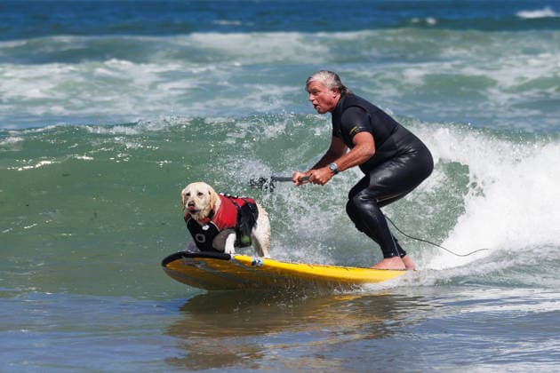 August 1, 2026, Pacifica, California, USA: Rippin Rosie the yellow lab and Steve Drottar surf in tandem during the 10th annual World Dog Surfing Championships at Linda Mar Beach in Pacifica, Calif. on Saturday, Aug. 1, 2026. Pacifica USA  - ZUMAt176 20260801_zsp_t176_005 Copyright: xJacksonxTammariellox