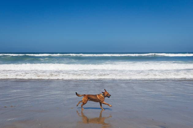 August 1, 2026, Pacifica, California, USA: A dog runs down the beach during the 10th annual World Dog Surfing Championships at Linda Mar Beach in Pacifica, Calif. on Saturday, Aug. 1, 2026. Pacifica USA  - ZUMAt176 20260801_zsp_t176_010 Copyright: xJacksonxTammariellox
