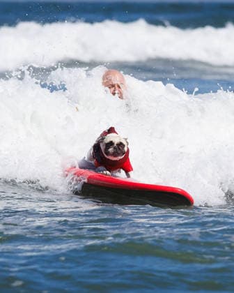 August 1, 2026, Pacifica, California, USA: Rocket the French bulldog rides a wave during the 10th annual World Dog Surfing Championships at Linda Mar Beach in Pacifica, Calif. on Saturday, Aug. 1, 2026. Pacifica USA  - ZUMAt176 20260801_zsp_t176_021 Copyright: xJacksonxTammariellox