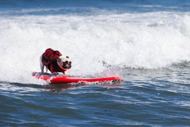 August 1, 2026, Pacifica, California, USA: Rocket the French bulldog rides a wave during the 10th annual World Dog Surfing Championships at Linda Mar Beach in Pacifica, Calif. on Saturday, Aug. 1, 2026. Pacifica USA  - ZUMAt176 20260801_zsp_t176_022 Copyright: xJacksonxTammariellox