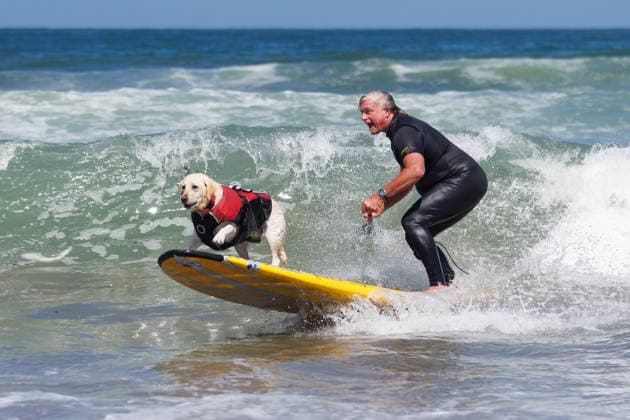 August 1, 2026, Pacifica, California, USA: Rippin Rosie the yellow lab and Steve Drottar surf in tandem during the 10th annual World Dog Surfing Championships at Linda Mar Beach in Pacifica, Calif. on Saturday, Aug. 1, 2026. Pacifica USA - ZUMAt176 20260801_zsp_t176_006 Copyright: xJacksonxTammariellox