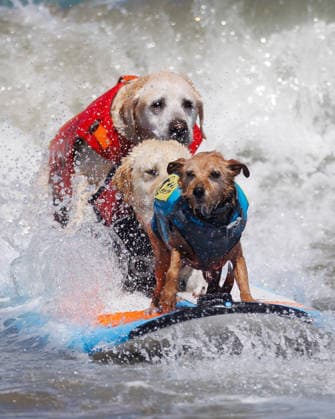 August 1, 2026, Pacifica, California, USA: (From L-R) Rippin Rosie, Charlie, and Carson Surf Dog ride in tandem during the 10th annual World Dog Surfing Championships at Linda Mar Beach in Pacifica, Calif. on Saturday, Aug. 1, 2026. Pacifica USA - ZUMAt176 20260801_zsp_t176_007 Copyright: xJacksonxTammariellox