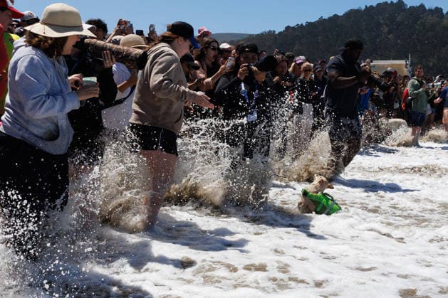 August 1, 2026, Pacifica, California, USA: A dog surfer crashes into the shore as a giant wave thrashes a spectating crowd during the 10th annual World Dog Surfing Championships at Linda Mar Beach in Pacifica, Calif. on Saturday, Aug. 1, 2026. Pacifica USA - ZUMAt176 20260801_zsp_t176_011 Copyright: xJacksonxTammariellox