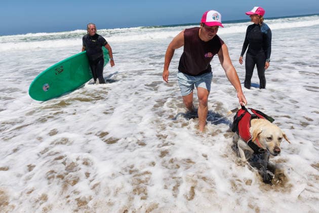 August 1, 2026, Pacifica, California, USA: Rippin Rosie the yellow lab walks from the surf during the 10th annual World Dog Surfing Championships at Linda Mar Beach in Pacifica, Calif. on Saturday, Aug. 1, 2026. Pacifica USA - ZUMAt176 20260801_zsp_t176_013 Copyright: xJacksonxTammariellox