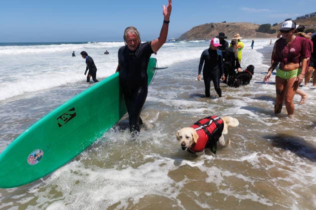 August 1, 2026, Pacifica, California, USA: Rosie the yellow lab and Steve Drottar celebrate after the finish their heat during the 10th annual World Dog Surfing Championships at Linda Mar Beach in Pacifica, Calif. on Saturday, Aug. 1, 2026. Pacifica USA - ZUMAt176 20260801_zsp_t176_014 Copyright: xJacksonxTammariellox