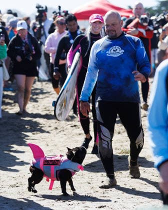 August 1, 2026, Pacifica, California, USA: Iza the surfing French Bulldog rushes down to the shore during the 10th annual World Dog Surfing Championships at Linda Mar Beach in Pacifica, Calif. on Saturday, Aug. 1, 2026. Pacifica USA - ZUMAt176 20260801_zsp_t176_018 Copyright: xJacksonxTammariellox