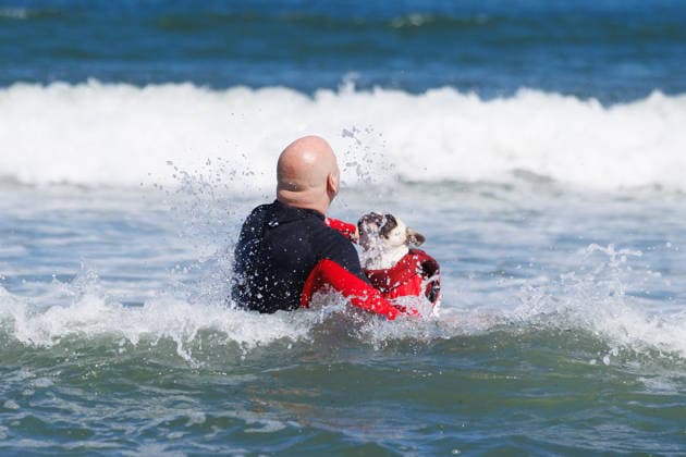 August 1, 2026, Pacifica, California, USA: Rocket the French bulldog soaks up the waves during the 10th annual World Dog Surfing Championships at Linda Mar Beach in Pacifica, Calif. on Saturday, Aug. 1, 2026. Pacifica USA - ZUMAt176 20260801_zsp_t176_019 Copyright: xJacksonxTammariellox
