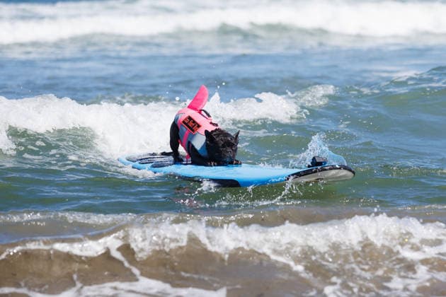 August 1, 2026, Pacifica, California, USA: Iza the surfing French bulldog rides a wave during the 10th annual World Dog Surfing Championships at Linda Mar Beach in Pacifica, Calif. on Saturday, Aug. 1, 2026. Pacifica USA - ZUMAt176 20260801_zsp_t176_020 Copyright: xJacksonxTammariellox